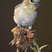 American Goldfinch